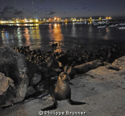 Galapagos's night life by Philippe Brunner 